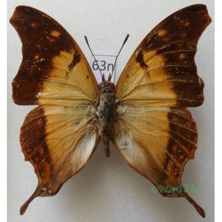 Charaxes zoolina (Westwood, 1850) Madagascar 48mm63n